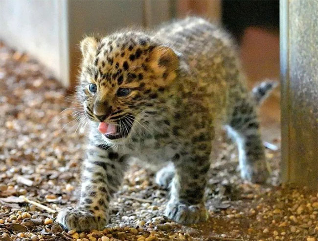 366db043d1925ca8597c0860e332a5ad_1762054463_8587.jpg 366db043d1925ca8597c0860e332a5ad_1762054463_8587.jpg