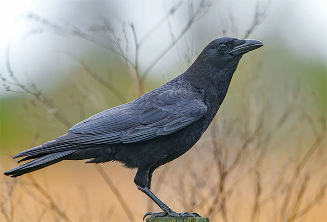 7fa41d00ce3a2886a37883988de9eba2_1762834014_019.jpg 7fa41d00ce3a2886a37883988de9eba2_1762834014_019.jpg